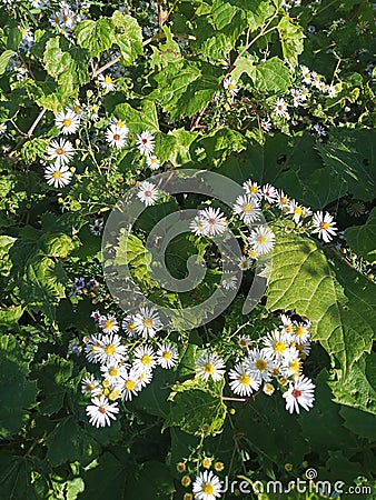 AsterÂ species are used as food plants Stock Photo